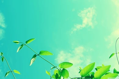 Vines And Sunny Sky HD Desktop Wallpapers : High Definition ...