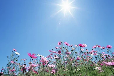 Cosmos Flowers In Sunny Sky 7   Wallcoo.net