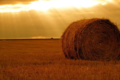 2560x1920 Hay Bale Field & Sunny Sky Desktop PC And Mac Wallpapers