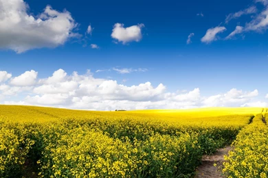 Wallpaper: Spring, Rape Flowers, Field, Flowers, Beautiful ...
