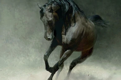 Wild Horses Wallpapers   Wallpapers Cave