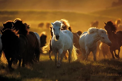 Wild Horses Wallpapers   Image Wallpapers