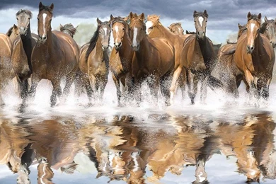 Beautiful Wallpapers: Wild Horses Wallpapers