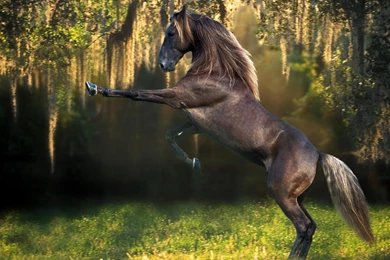 Wild Horses Wallpapers   ImgMob