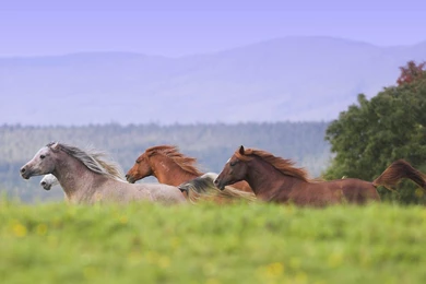 Wild Horses Wallpapers   ImgMob