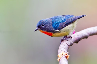 Western Bluebird HD Wallpapers Free HD Wallpapers   Download Western ...