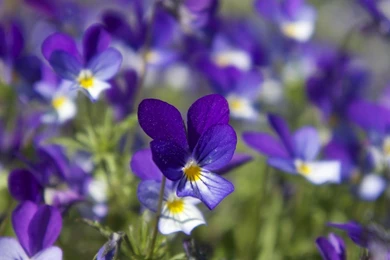 Violets HD Desktop Wallpapers : Widescreen : High Definition ...