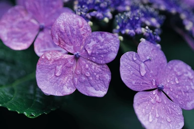 The Mysterious Violet HD Wallpapers － Flower Wallpapers   Free ...