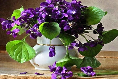 VIOLETS WALLPAPER   (