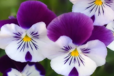 YouWall   Purple Violets Wallpapers   Wallpaper,wallpapers,free ...