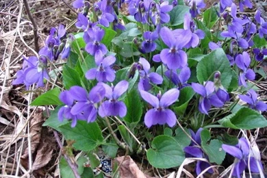 VIOLETS WALLPAPER   (