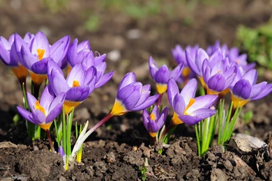 Violets Flowers Nature Soil Growth Blossoms Under The Sun Garden ...