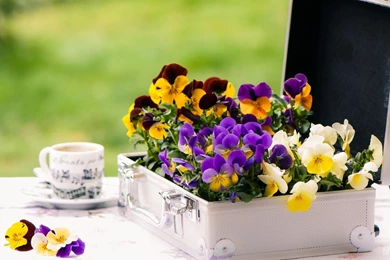 Colorful Suitcase Of Yellow Violet White Flower Hd 1080p