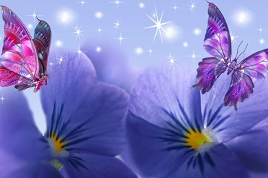 Violets Butterflies >> HD Wallpaper, Get It Now!