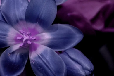 Violet Flower Wallpapers   Wallpapers HD Fine