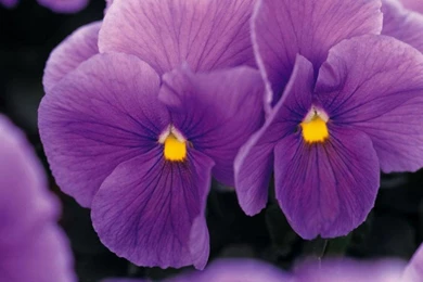 PURPLE VIOLETS WALLPAPER   (