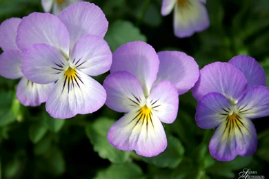 Living In Alaska   May 2007