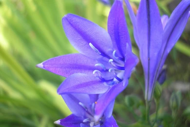 Flowers Flower Petals Violets Purple