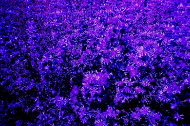 Violet Flower Wallpapers   Wallpapers HD Fine