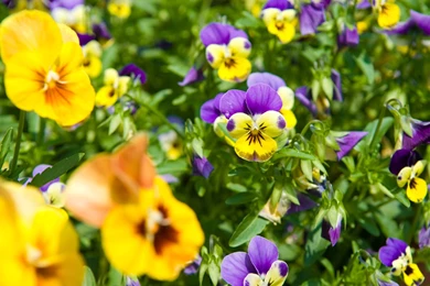 Beautiful Spring Viola (violets, Pansies) In The Park Wallpapers ...