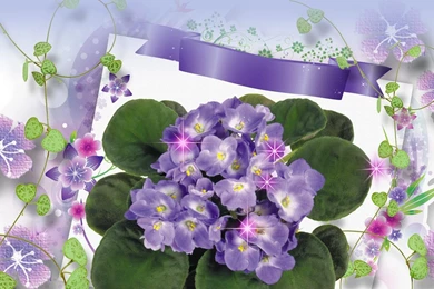 Spring Violets >> HD Wallpaper, Get It Now!