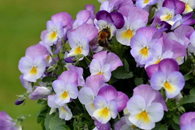 Bouquet Viola (violets, Pansies) Wallpapers And Images ...