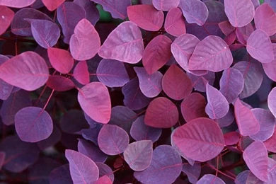 Violet Leafs iPhone Wallpapers