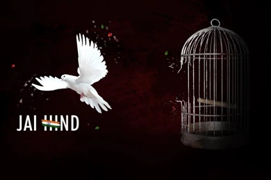 Independence Day Independent Bird Wallpapers