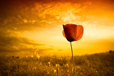 Having An Independent Life, Can Be The Focus Among Surrounding ...