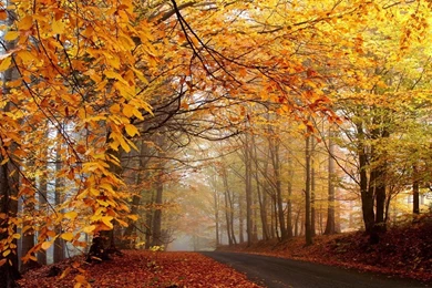 Autumn Landscape Desktop Wallpapers   HD Great Images
