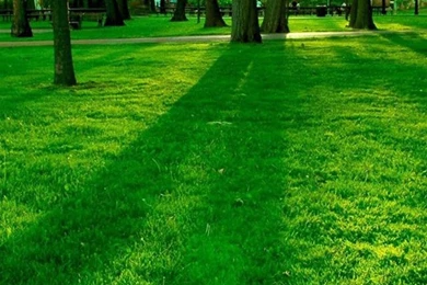 Green iPhone 6 Wallpapers 149