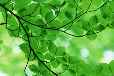 Green Leaves With Water iPhone Wallpapers Free, iPhone 4 Wallpapers ...
