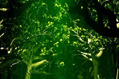 Green Forest iPhone Wallpapers, iPhone 5(s)/4(s)/3G Wallpapers