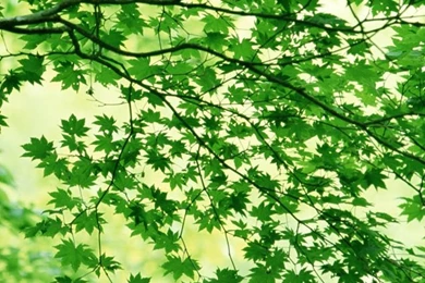 Green Leaves Iphone Wallpapers N01 iPhone Wallpapers Free, iPhone 4 ...