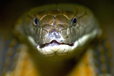 King Cobra Wallpapers Picture   Ndemok.com