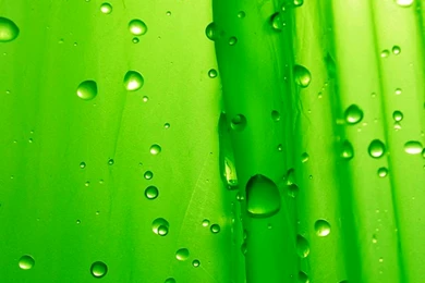 Green Drops iPhone 4s Wallpapers Download