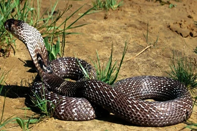 Indian King Cobra Snake Wallpapers