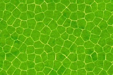 Green Backgrounds iPhone 5 Wallpapers