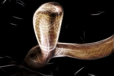 King+Cobra Wallpapers 05.jpg