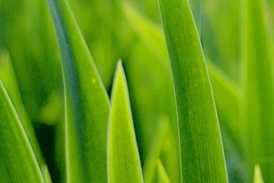 Apple iPhone 5 Retina Wallpapers   Green Grass