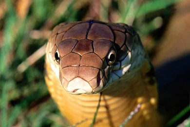 Snakes In The World: King Cobra Snake Pictures