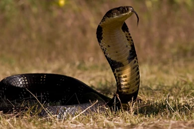 King Cobra Snake Wallpapers