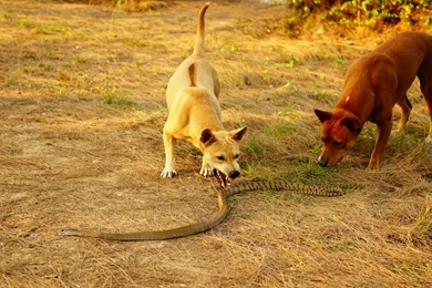 Dogs And King Cobra Wallpapers And Images   Wallpapers, Pictures ...