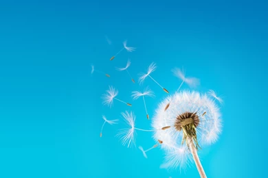 Dandelion Flowers Wallpapers HD Pictures