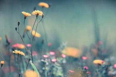 HD Dandelion Wallpapers And Photos