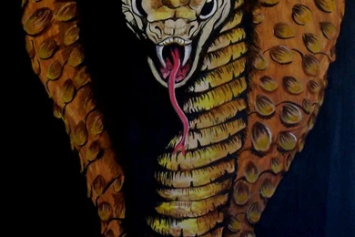 King Cobra By Mellybean91 On DeviantArt