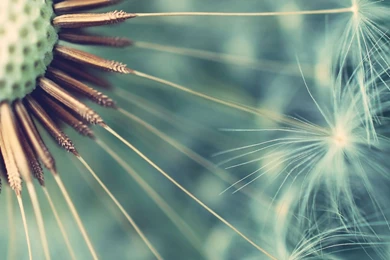 Dandelion Wallpapers