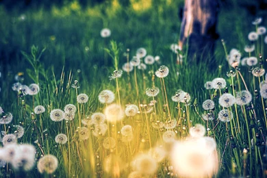 Dandelion Wallpapers