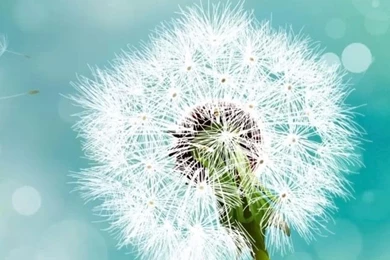 Dandelion iPhone 4s Wallpapers Download