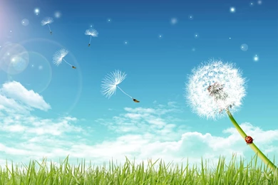HD Dandelion Wallpapers And Photos